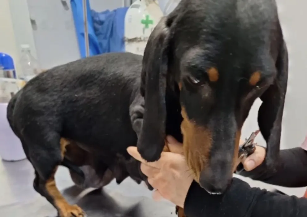 Los animales quedaron bajo resguardo judicial (imagen gentileza)