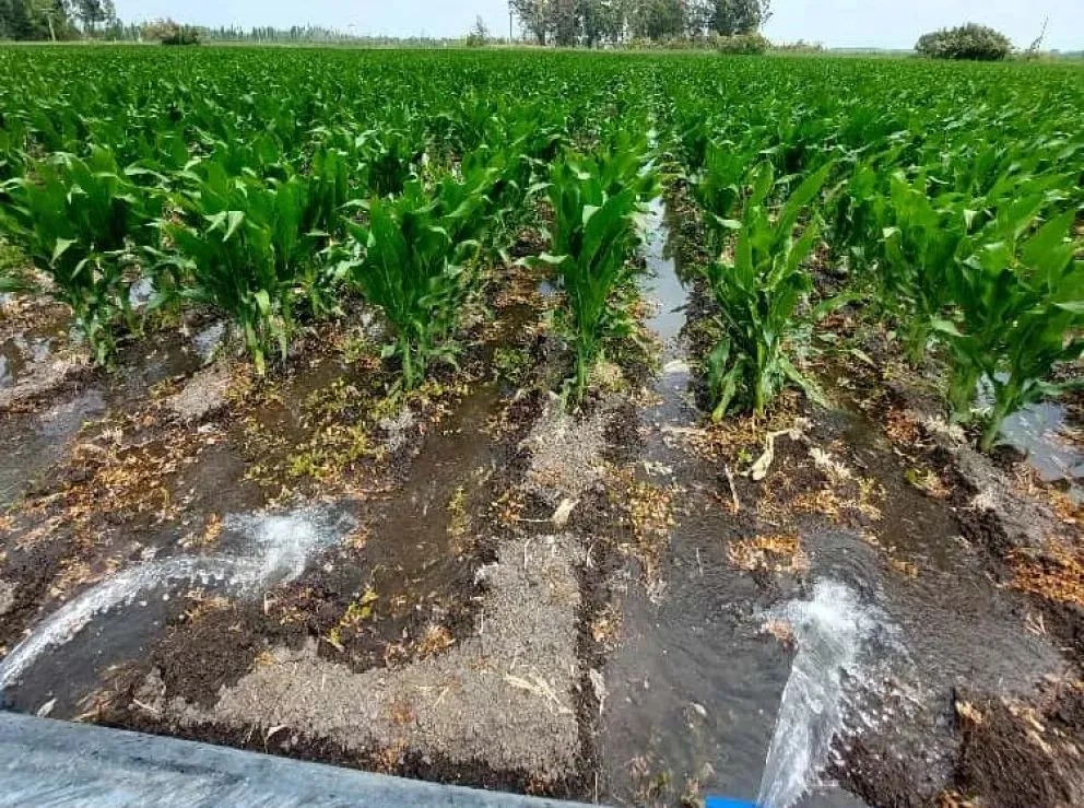 La fertilización es una inversión. Foto gentileza INTA.
