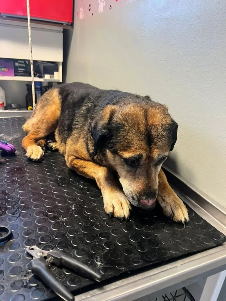 Moni esperará a resguardo mientras su dueño se recupera en el Hospital Castro Rendón. Foto: Secretaría de Emergencias y Gestión del Riesgo.