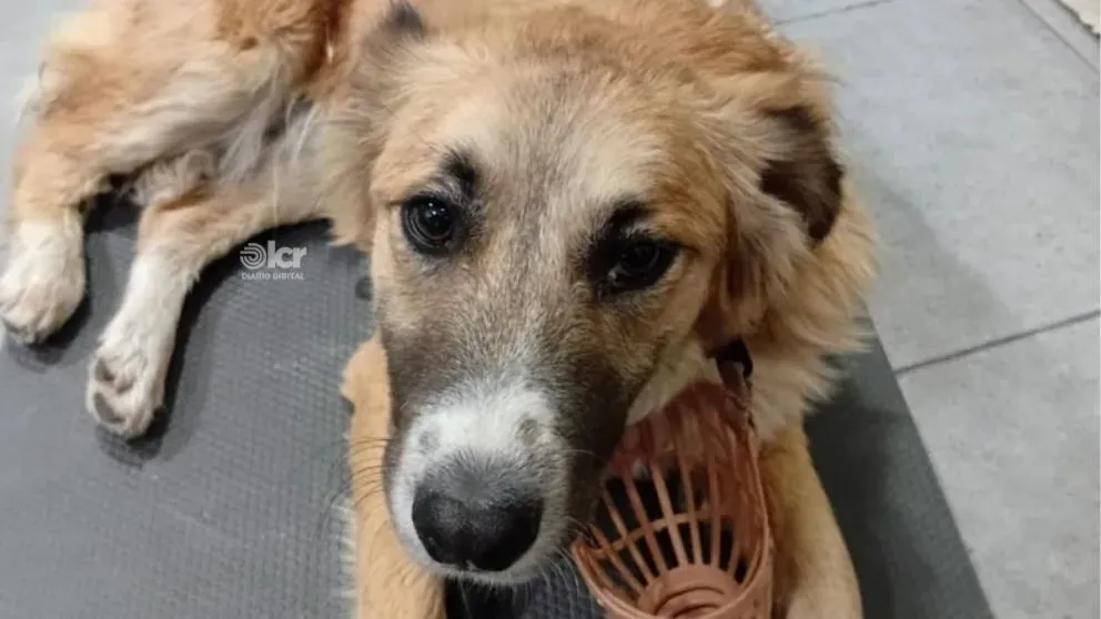 "Son muchos casos y la deuda crece", comentó Luz a LCR. Foto: gentileza