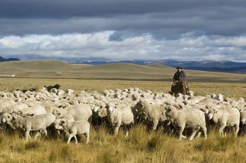 Se oficializó la reactivación de carne patagónica a Chile y se espera que genere mayor crecimiento comercial. | Foto Visión Campo