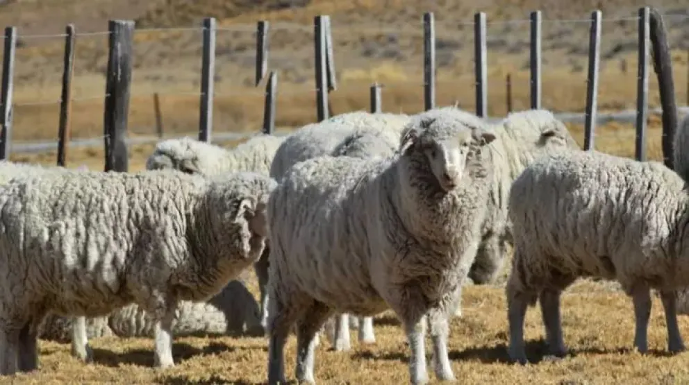 Chile vuelve a comprar carne de la Patagonia libre de aftosa. Foto archivo