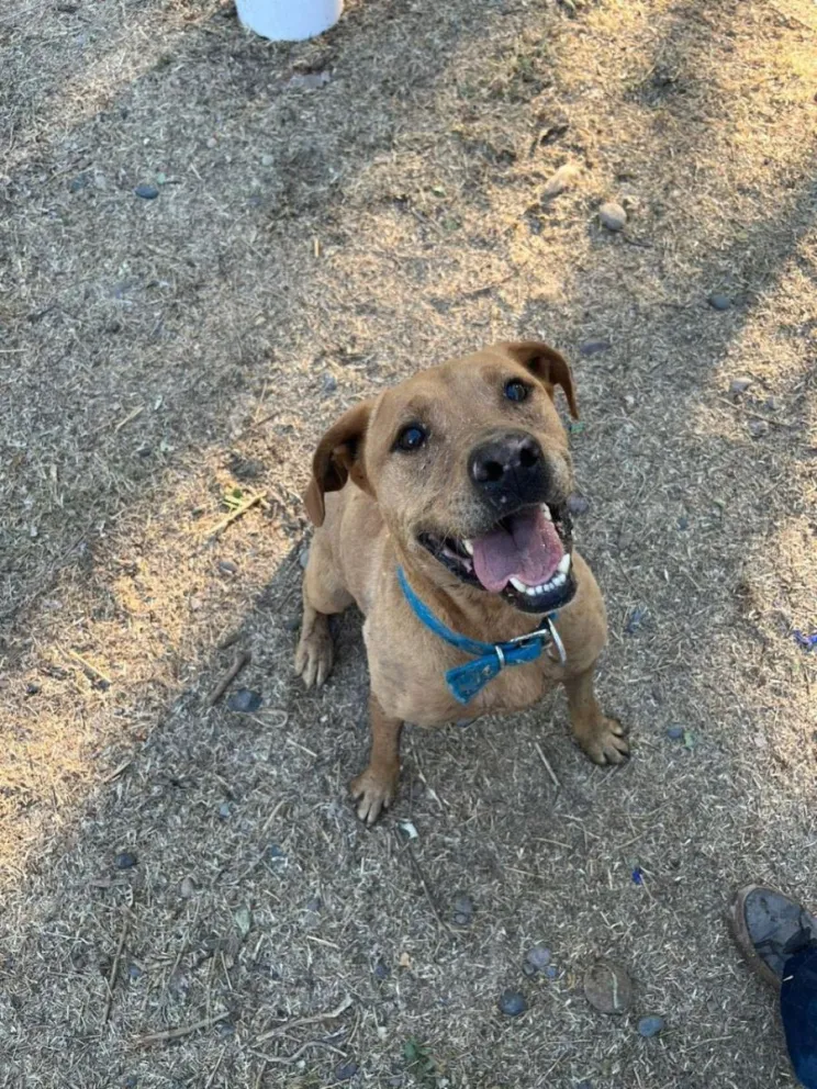 Hay más de 20 perros adultos esperando la adopción. Foto: Funpabia.