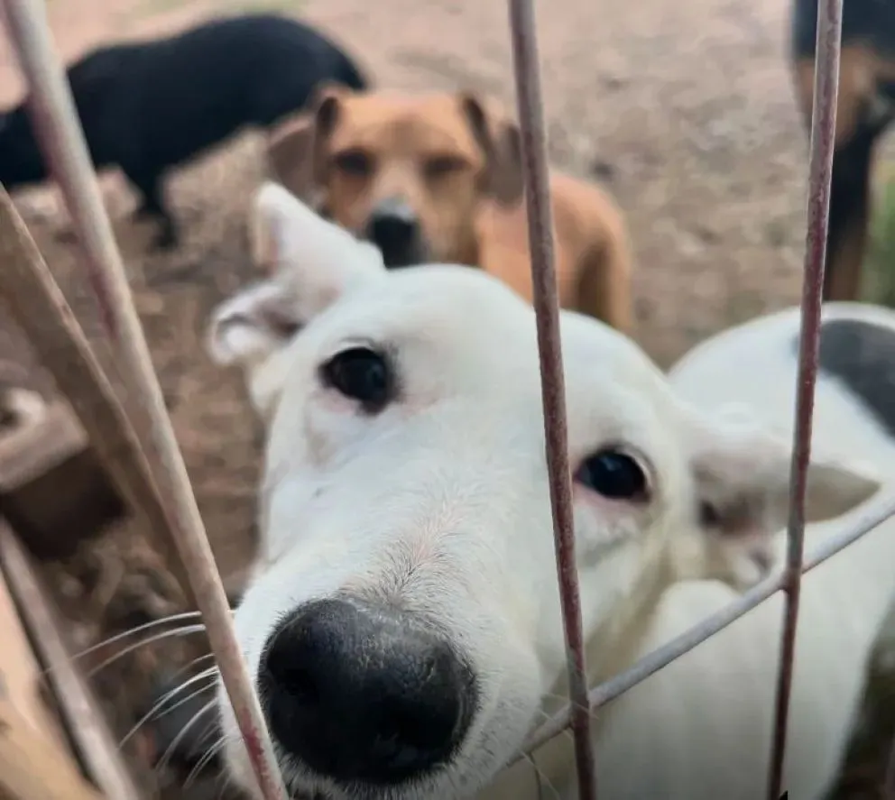 En la vivienda había más de 30 perros encerrados y en malas condiciones.