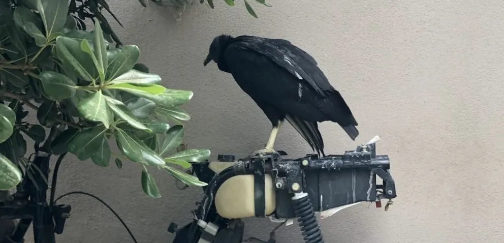 El ave fue trasladad a su habitad. Foto: gentileza 