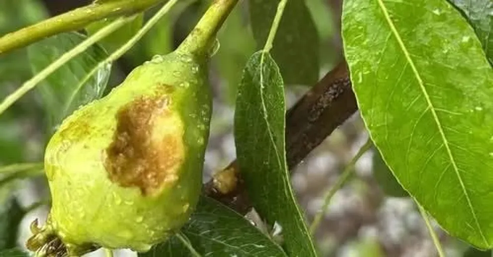 Los productores empezaron con la evaluación del daño que produjo en las chacras. Se estiman pérdidas importantes para la cosecha. Foto: gentileza.