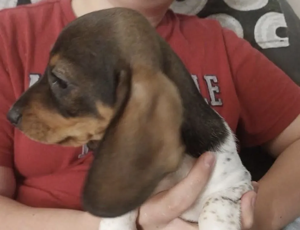 Un hombre ingresó a su vivienda y se llevó a los animales. Foto: gentileza