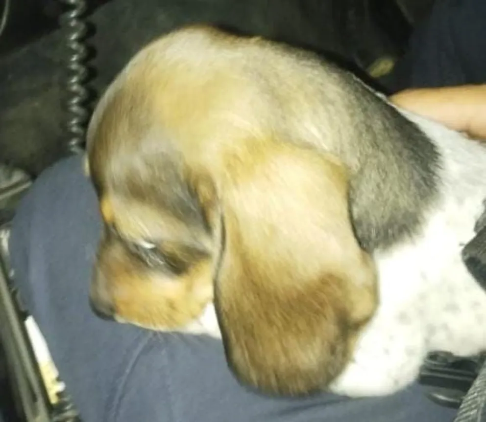 Fiscalía de turno dispuso continuar con las actuaciones por el delito. Foto: gentileza