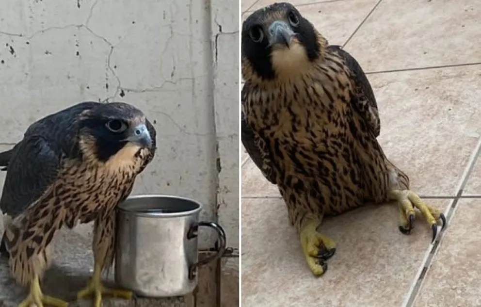 Los halcones peregrinos tienen una amplia distribución en toda la Argentina: desde la Pampa Húmeda a la Patagonia, pasando por toda la región andina. Foto: gentileza Miguel Parra.