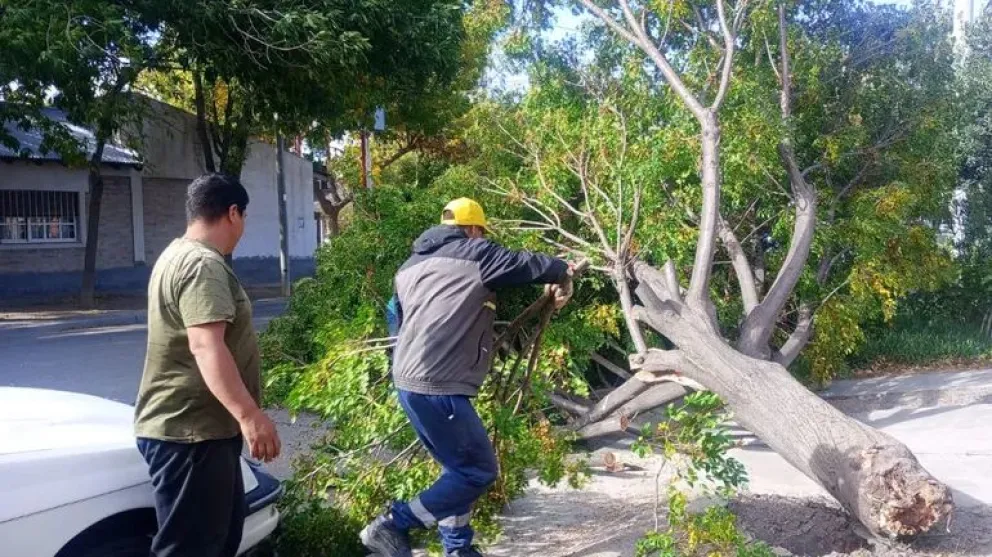 No hubo desgracias personales, pero sí un obstáculo grande para el tránsito. Y un riesgo para quienes transitan por el lugar. Foto: archivo.