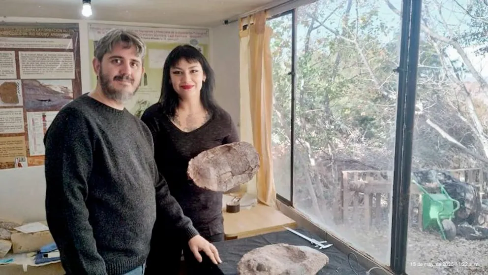 Pertenece al grupo de los Pelomedusoides, tortugas de cuello lateral. Foto gentileza