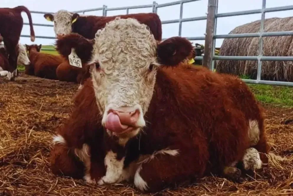 Importante estudio para la raza hereford. Foto Noticias Net