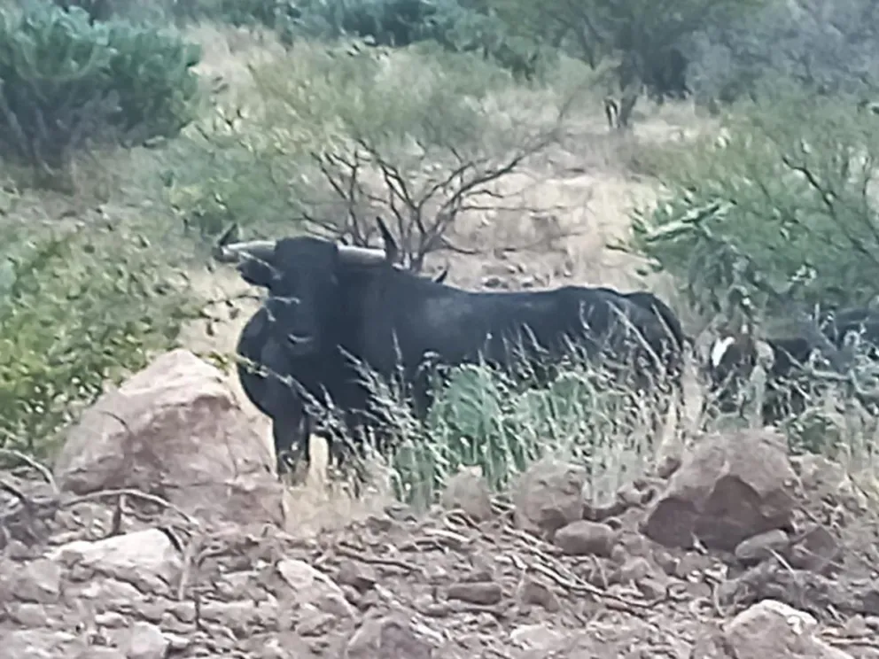 El toro se había escapado y atacó al dueño cuando intentó recapturarlo. Foto: archivo.