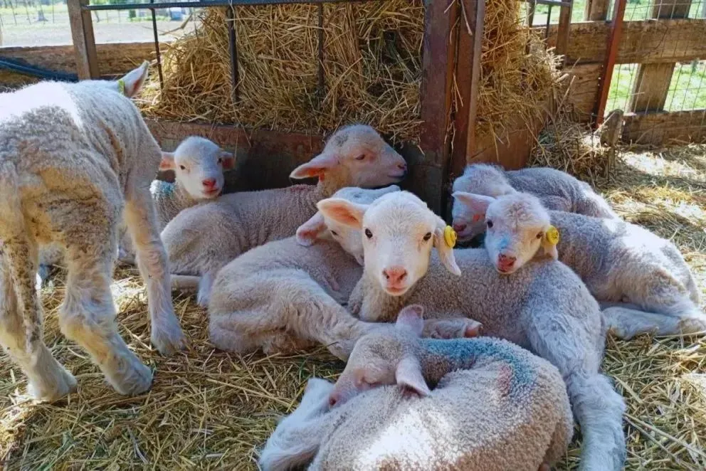 La raza Merino Dohne, una variante con orígenes australiano y sudafricano. Foto archivo
