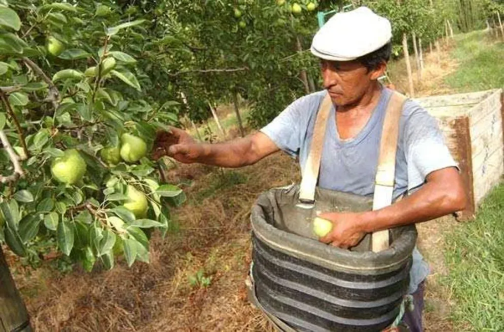 La fruticultura pone en marcha la etapa de la cosecha. Pocas expectativas: precios bajos y caída de la producción. Foto: archivo.