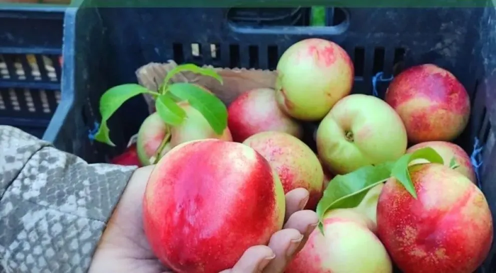 La producción de duraznos y pelones está en caída en Viedma. Foto archivo