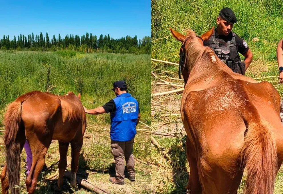 Los animales se encontraban en una chacra abandonada, desnutridos y con muchas heridas. Foto: Policía de Neuquén.
