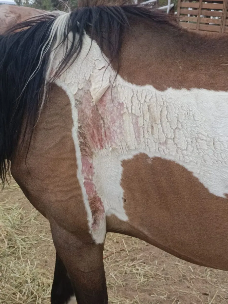 La familia Retamal indic&oacute; que los animales secuestrados est&aacute;n en malas condiciones. Foto gentileza