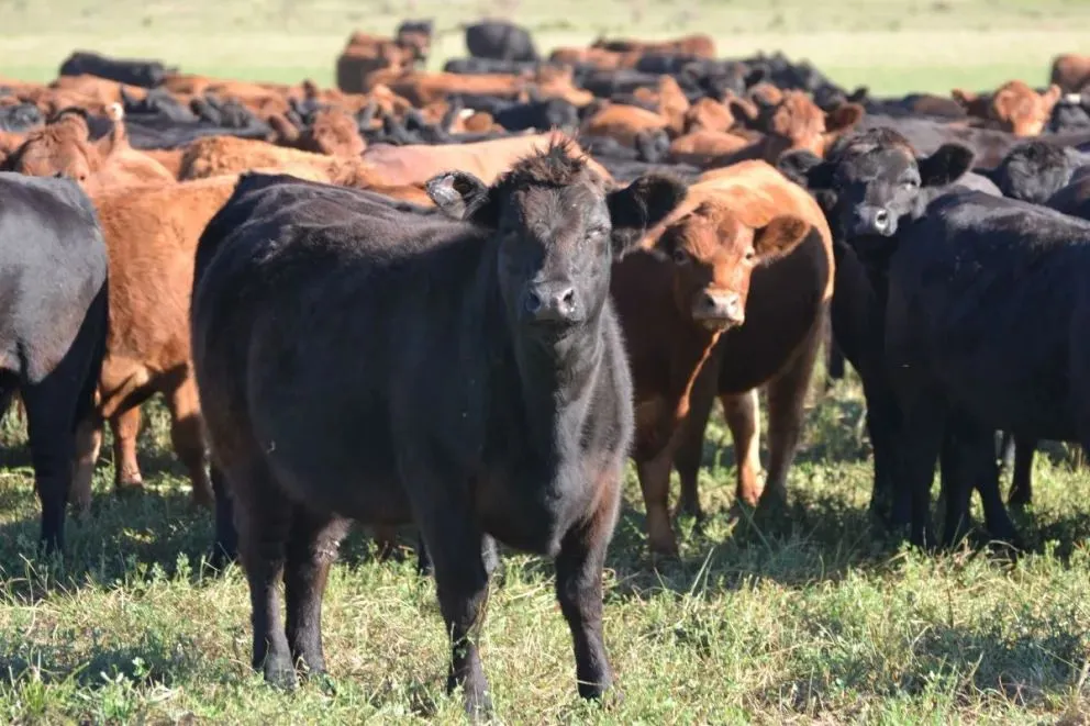 Para los expertos en el tema el panorama es alentador para la ganadería de nuestra zona. Foto agritotal.