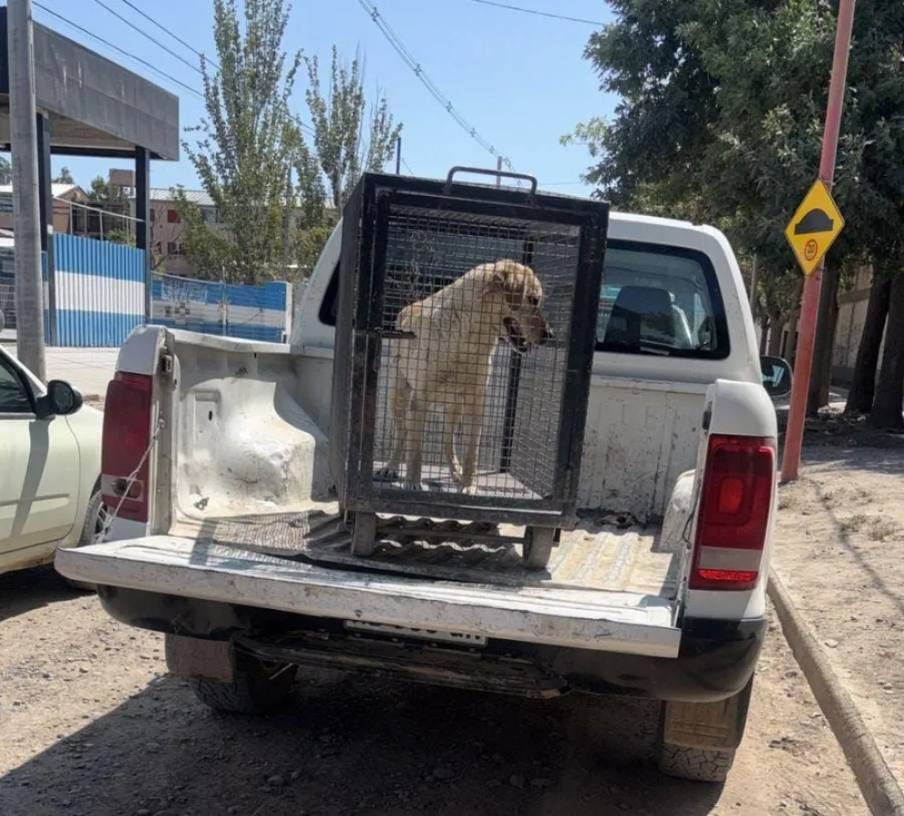 El allanamiento se llevó a cabo tras reiteradas denuncias y luego de múltiples visitas de Zoonosis