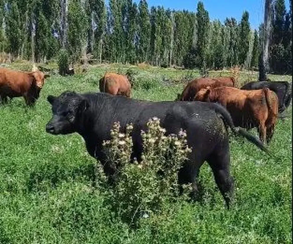 La cabaña La Carlota, de Edgardo Tejeda, es una referencia en la raza Angus. Foto Noticias Net