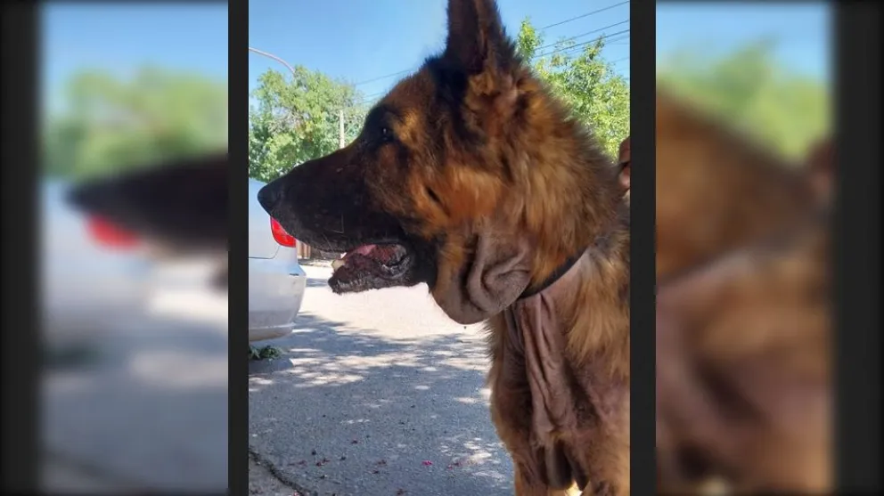 El perro fue atendido por un veterinario y luego trasladado a un lugar seguro. Foto: Policía de Río Negro.