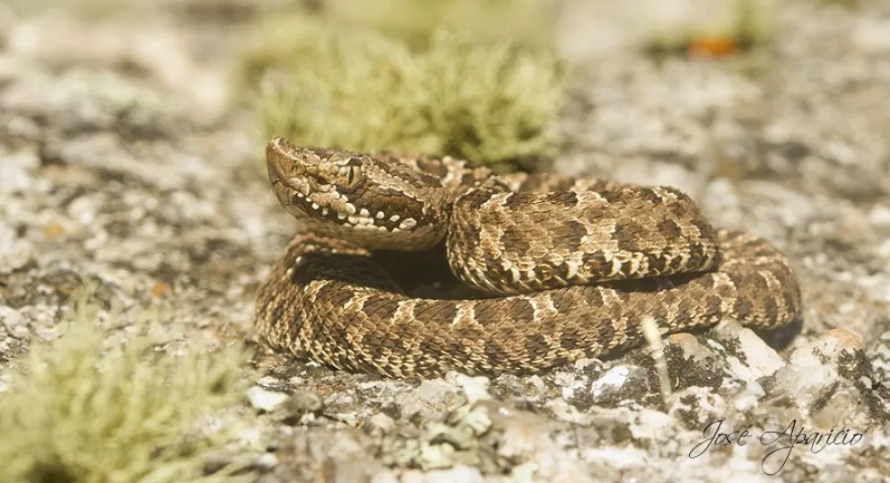 Es la serpiente venenosa más austral. Su hábitat específico se encuentra más al sur patagónico, pero ya se las ha divisado en la región. Foto: archivo.