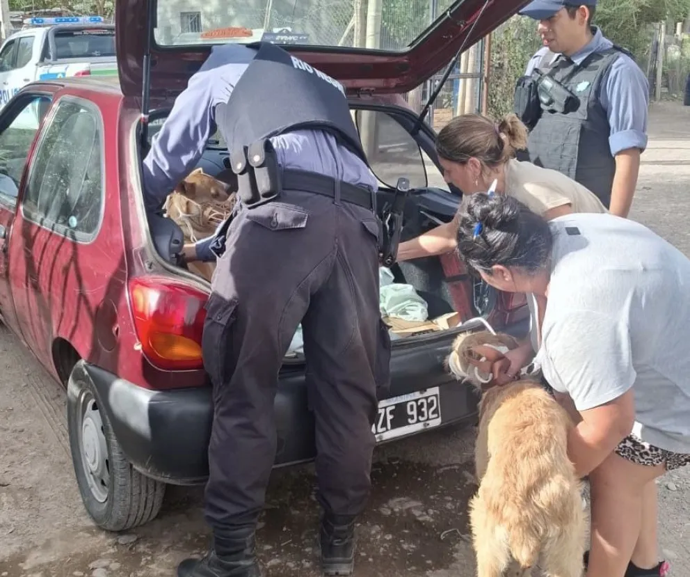 FUNPABIA se hará cargo del futuro de los canes. Foto gentileza 