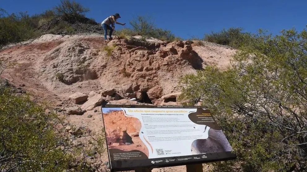Las semillas de las dos especies arbustivas originarias se replantarán en espacios degradados de la barda, para recuperarlos de la erosión. Foto: archivo.