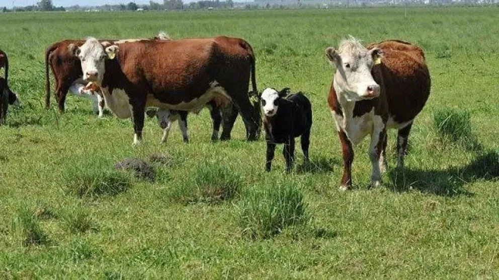 Hacienda en pie en Río Negro. Foto archivo