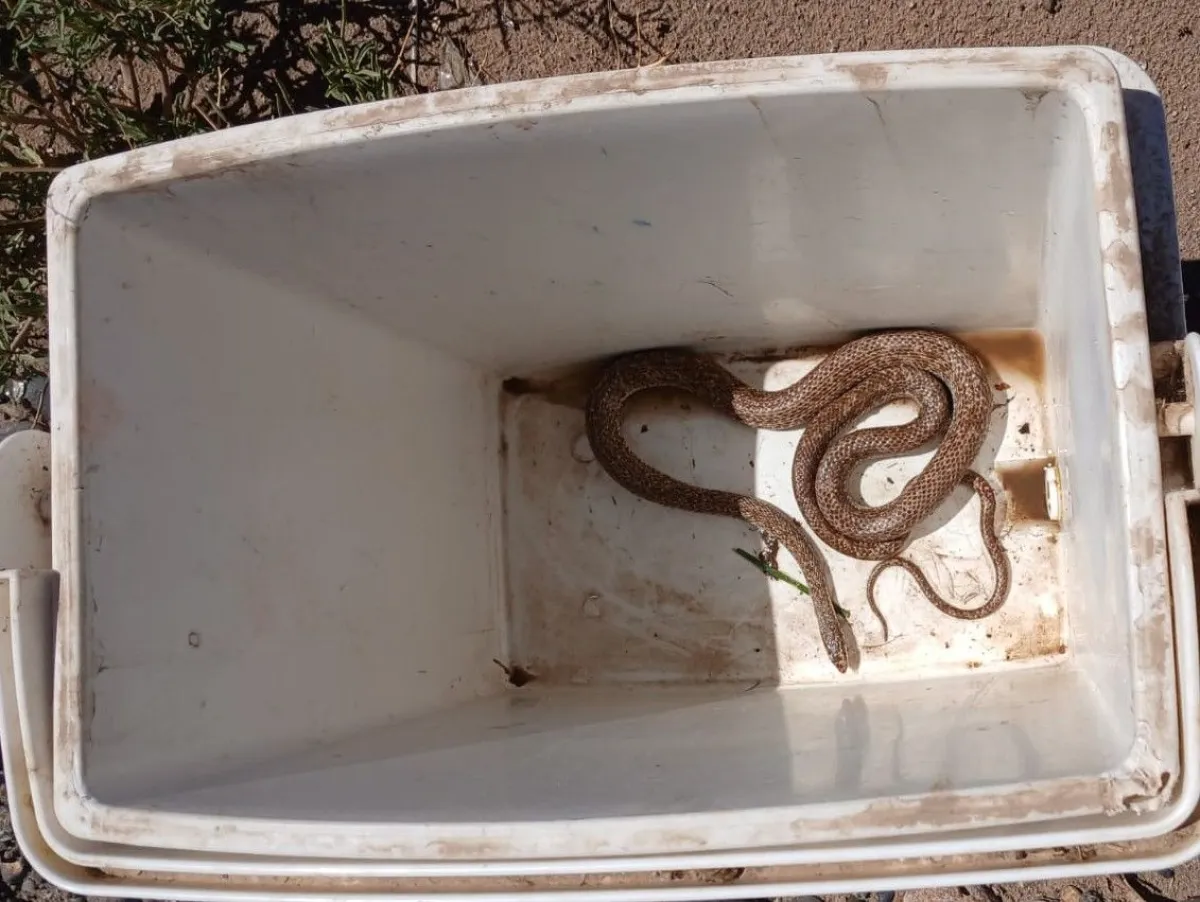 La culebra en Fernandez oro