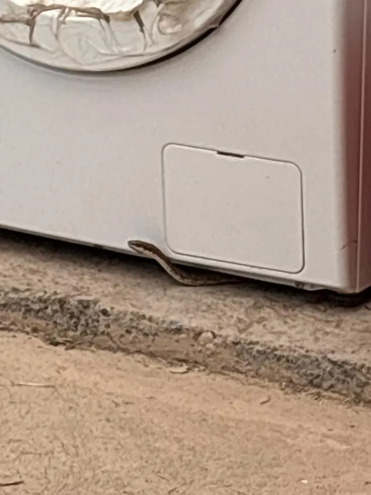 La rápida intervención de Bomberos permitió salvaguardar al reptil y tranquilizar a los vecinos del sector. Foto gentileza