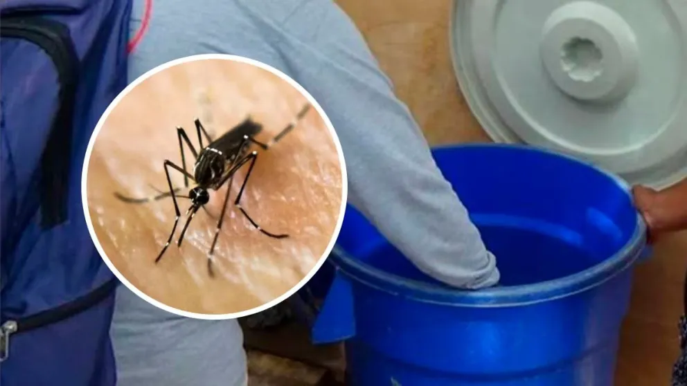 Salud encontró criaderos del mosquito del dengue en viviendas de Cipolletti. Foto ilustrativa