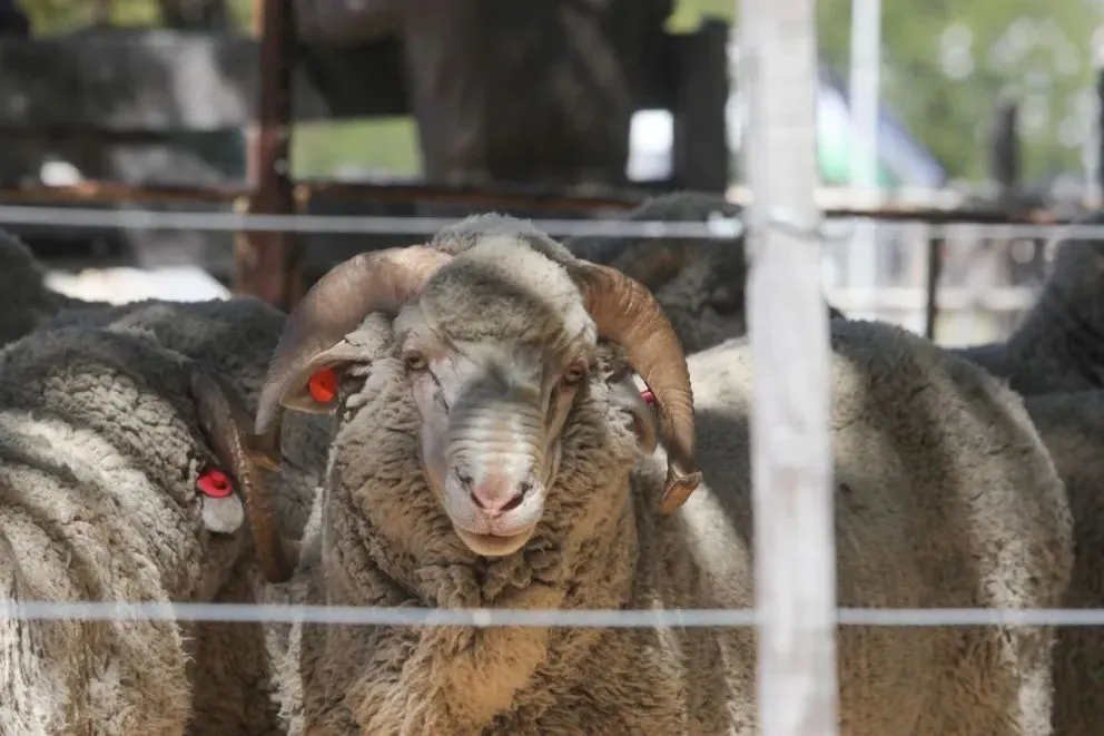 En el festival habrá aparte campero, la doma racional, los perros arrieros, la esquila y las pruebas de tambores para demostrar la habilidad de los jinetes. Foto Matías Garay