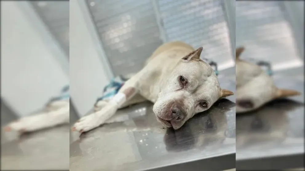 Hasta el momento, desde la clínica no hubo declaraciones públicas sobre las acusaciones. Foto gentileza