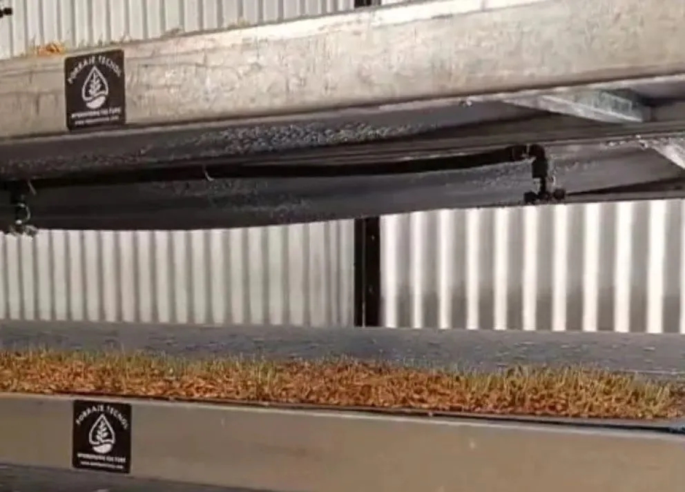 Balogh avanza con su proyecto hidropónico, ahora en Buenos Aires. Foto gentileza