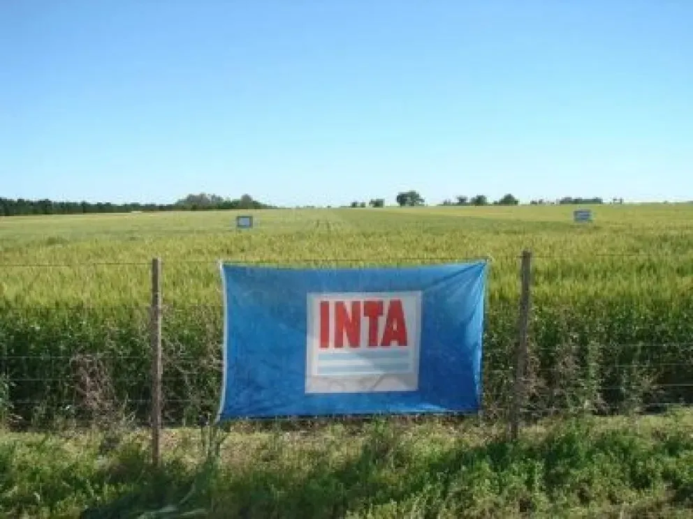 Durante la actividad habrá demostraciones a campo vinculadas al manejo del cultivo bajo riego. Foto: INTA
