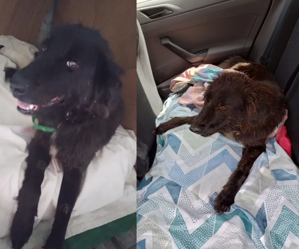 La perrita rescatada necesita ayuda para poder afrontar los gastos veterinarios y una familia que la adopte. Foto gentileza