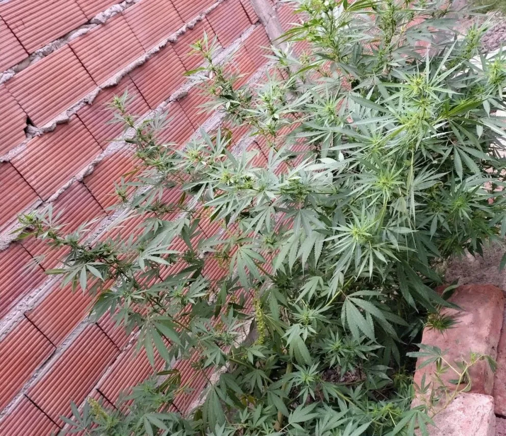 Durante el procedimiento, la policía incautó dos plantas de cannabis y una balanza de precisión. Foto: Policía de Río Negro.