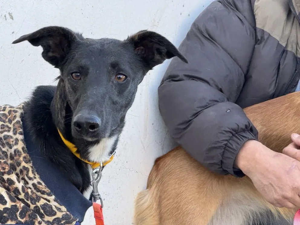 ¡Aprende a cuidar a tus mascotas en la escuela! / imagen gentileza 