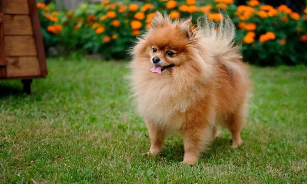 El animal, de raza pomerania, no contaba con la documentación necesaria para su ingreso al país.