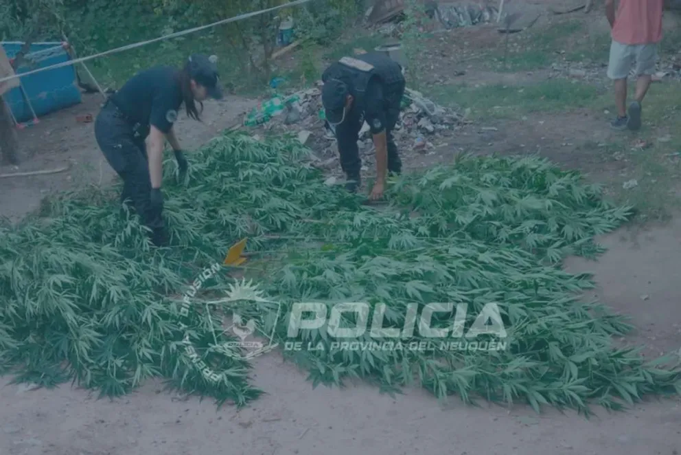 En el domicilio del atacante, la policía encontró 27 plantas de cannabis sativa con una altura de tres metros. Foto: Policía de Neuquén.