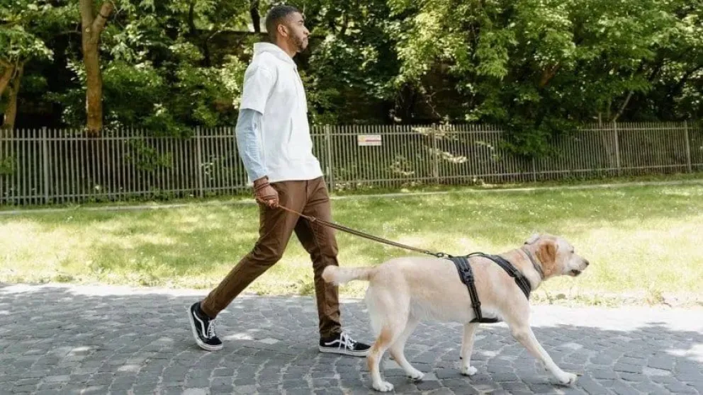 La ordenanza establece que además de la correa y el arnés, el perro de gran porte debe llevar un bozal para evitar que ataque a las personas o a otros animales. Foto: archivo.
