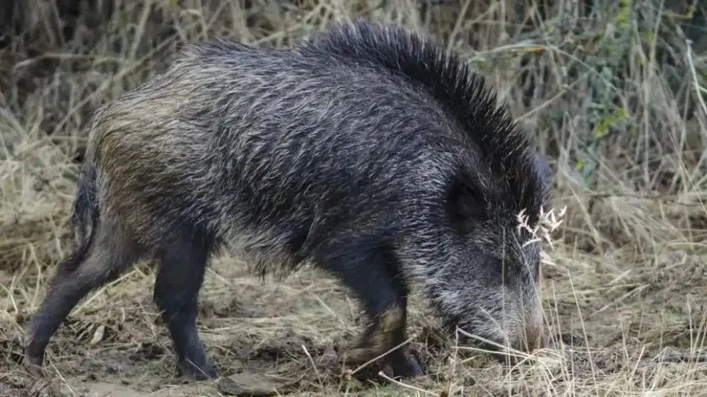 El jabalí genera serias pérdidas en la producción agropecuaria y en la flora regional.