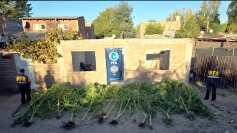 La Policía Federal desmanteló dos viveros clandestinos de marihuana en Cipolletti. Foto gentileza Prensa Policía