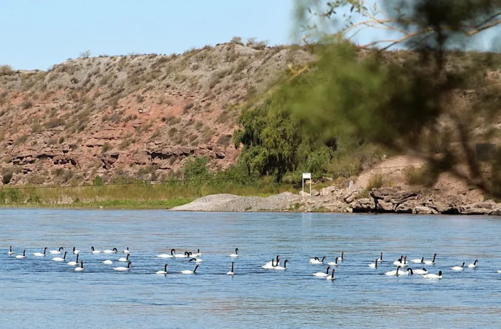 Los cisnes conformaban una postal típica frente a la Isla, pero en la actualidad buscaron otros lugares. Foto: gentileza Lucas A. Braun.