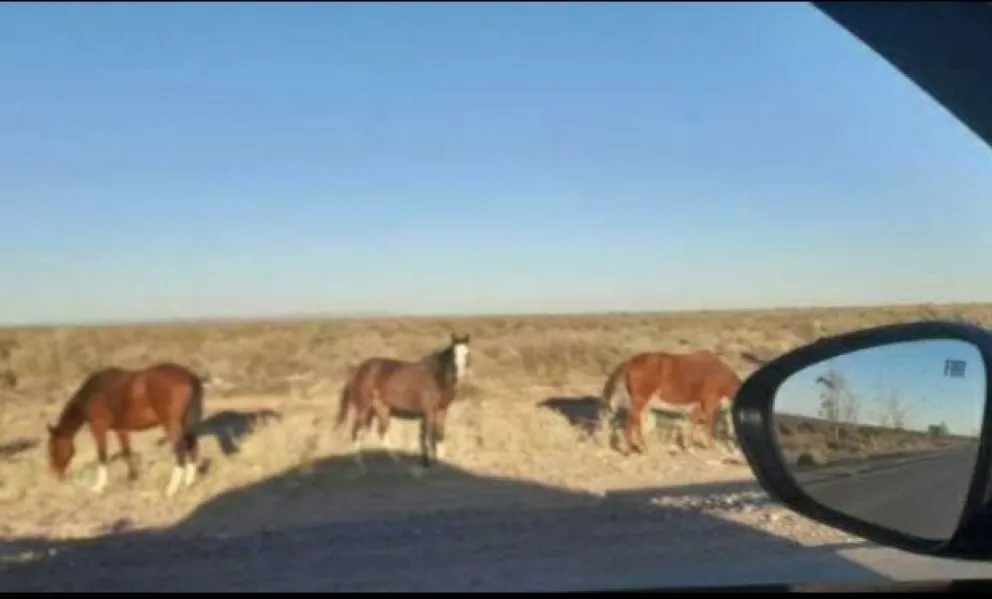 Los vecinos de El Arroyón y de la Península denuncian la permanente presencia de caballos sueltos al costado de la ruta. Foto: gentileza Canal 3 Arroyón.