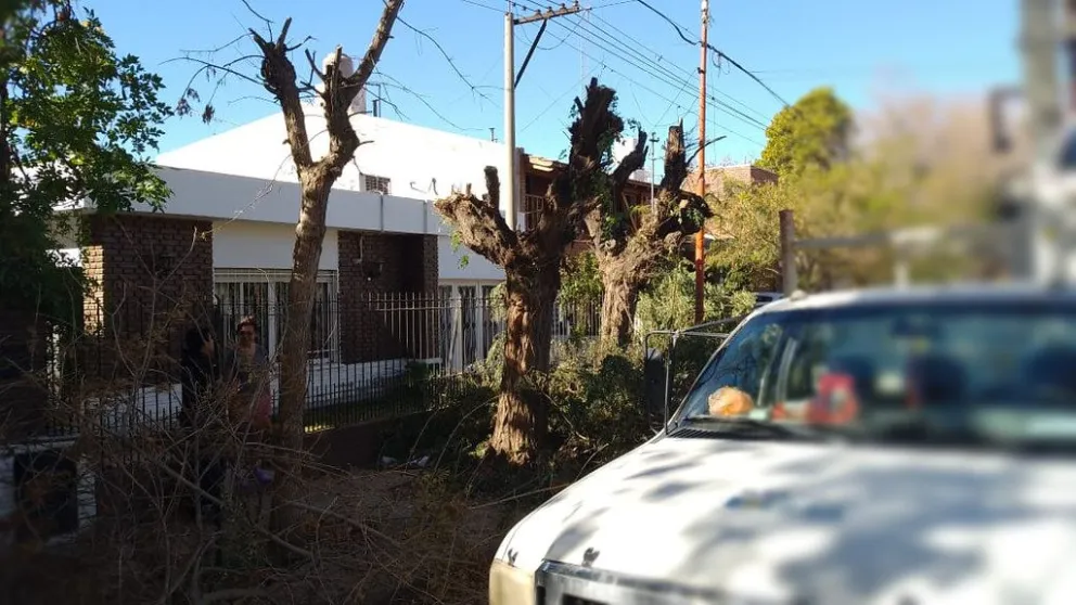 La Municipalidad de Cipolletti intensifica los controles sobre el arbolado urbano para evitar podas clandestinas y daños  / imagen gentileza