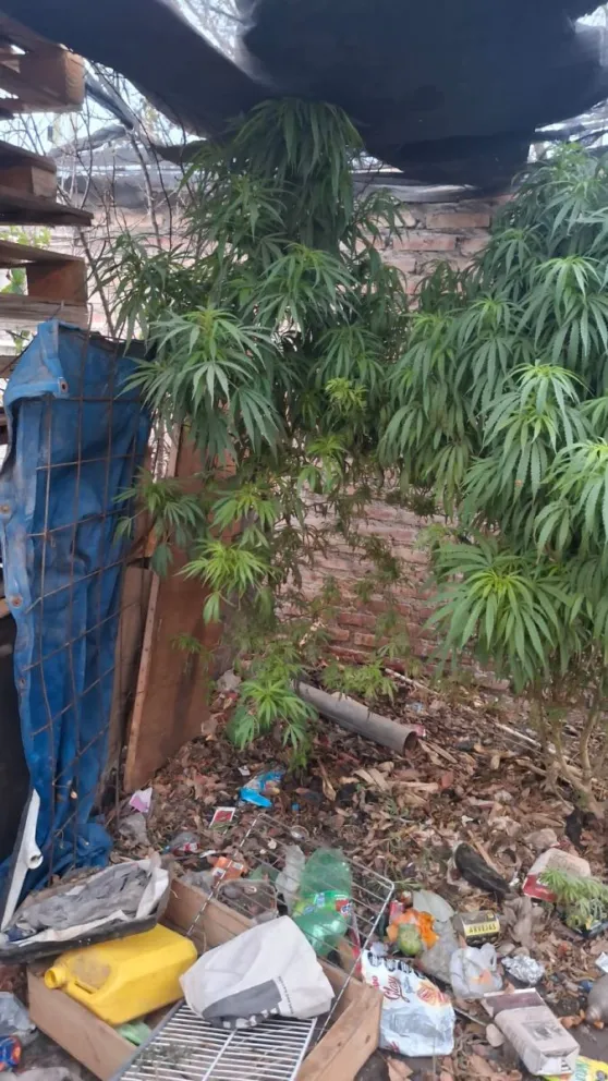 L os efectivos de la unidad policial cipoleña incautaron las plantas/ imagen gentileza