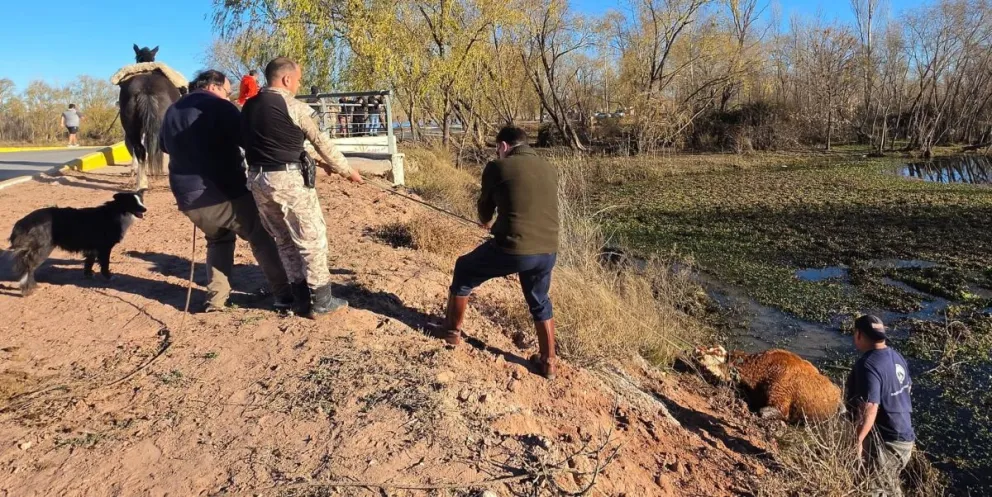 ¡Fuerza que sale! Luego de varias horas de trabajo, lograron rescatar al ternero. Foto: Policía de Neuquén.